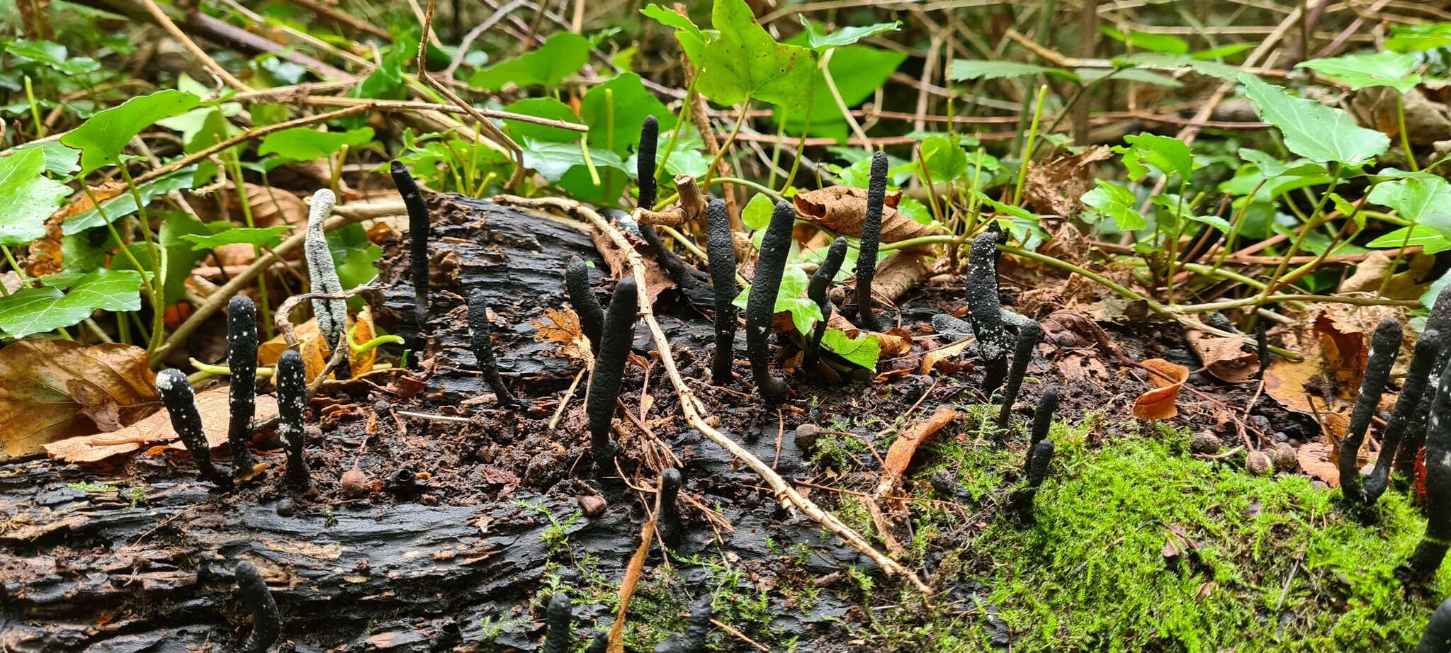 Image of Xylaria longipes Nitschke 1867