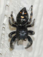 Phidippus audax (Hentz 1845) resmi