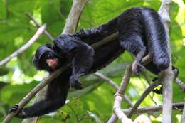 Image of Red-nosed Bearded Saki