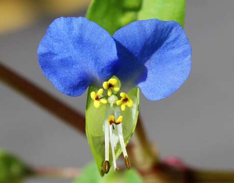 Image of Asiatic dayflower