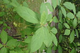 Image of Euonymus oxyphyllus Miq.