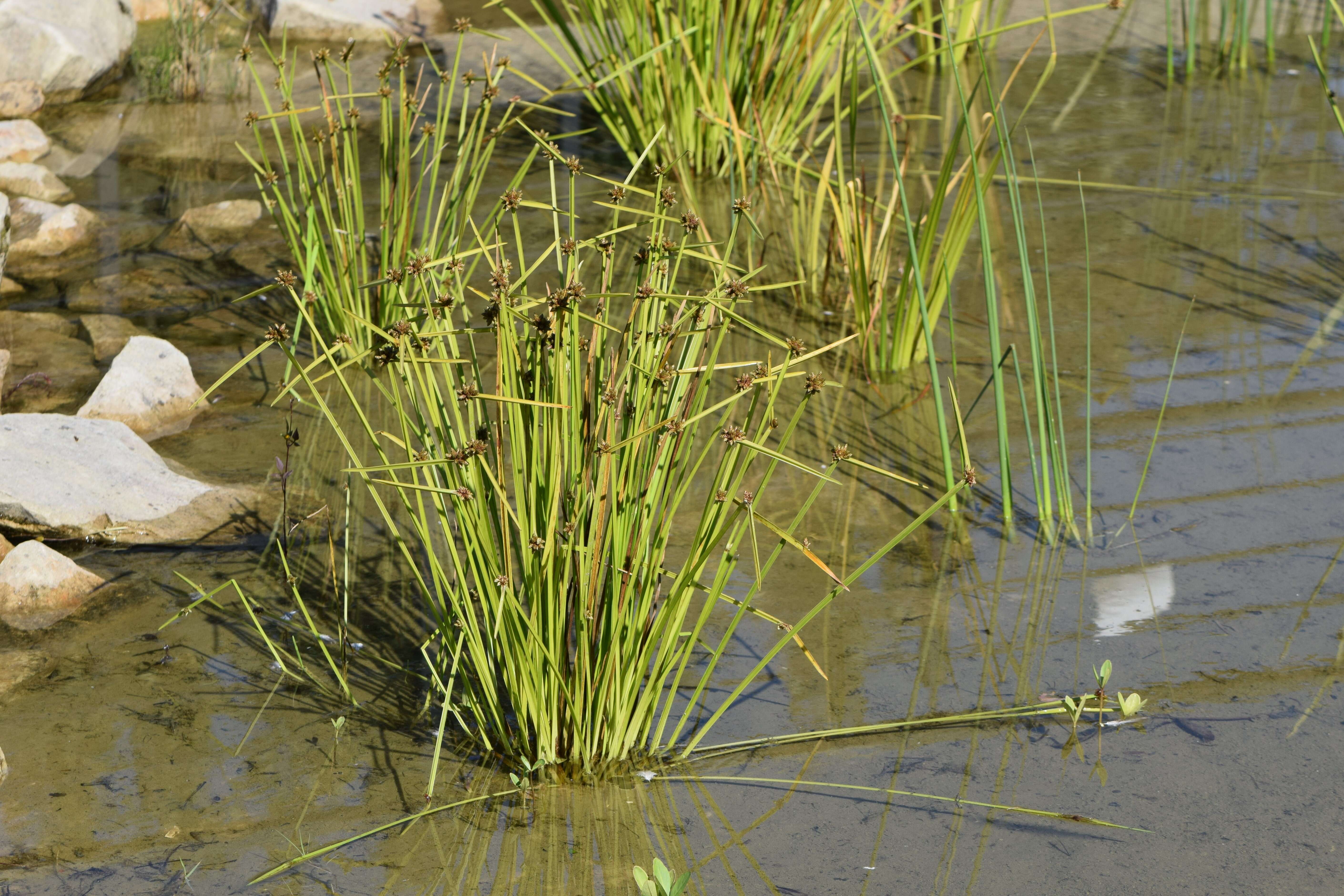 Schoenoplectiella mucronata (L.) J. Jung & H. K. Choi resmi