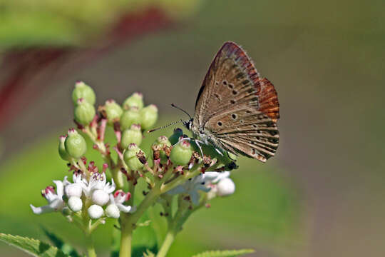 Image of Polyommatus admetus (Esper (1783))