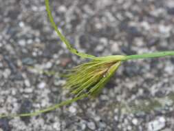 Image of Bohemian Sedge