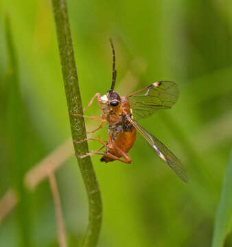 Image of <i>Tenthredopsis nassata</i>