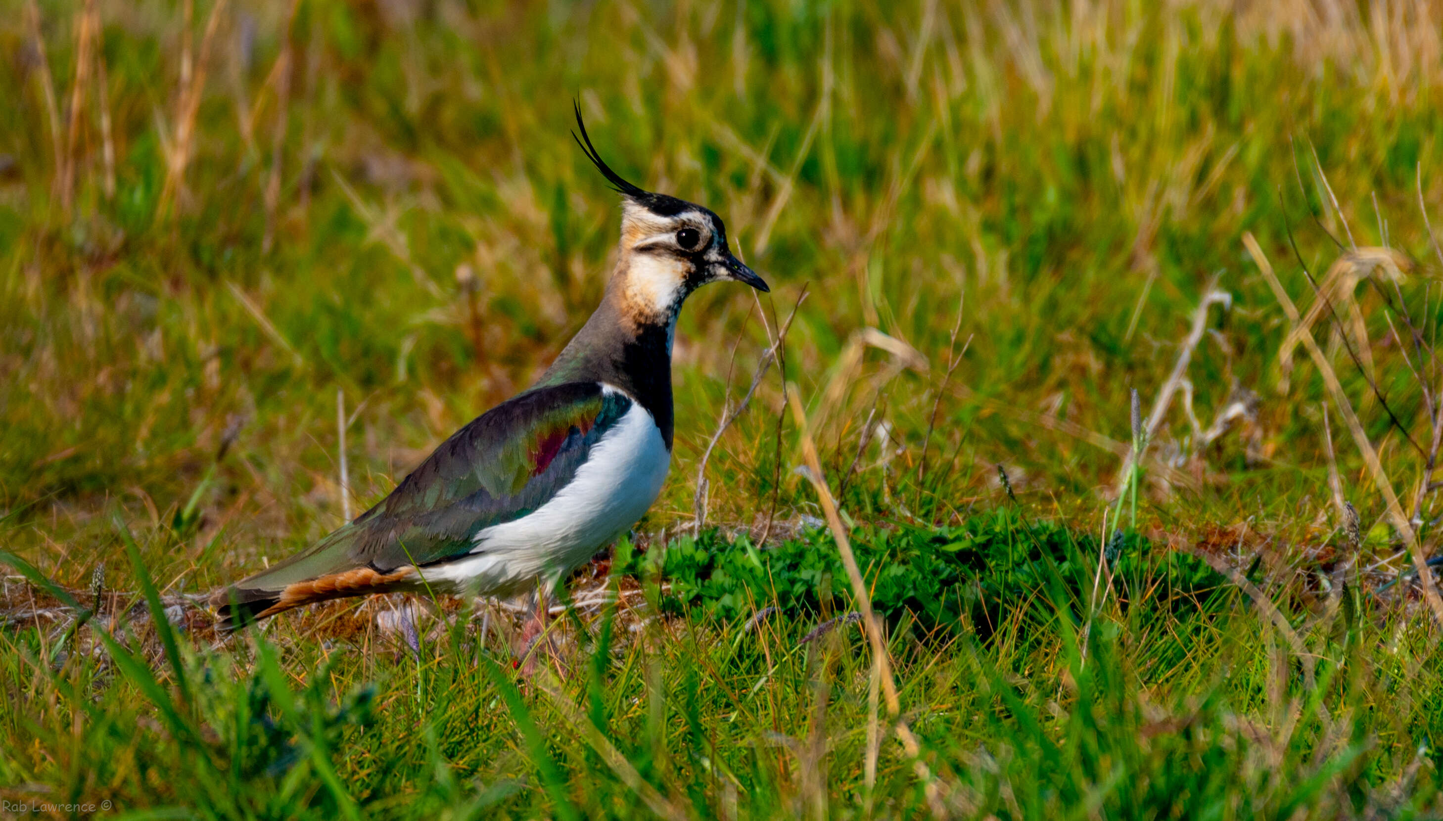 Image of Lapwing