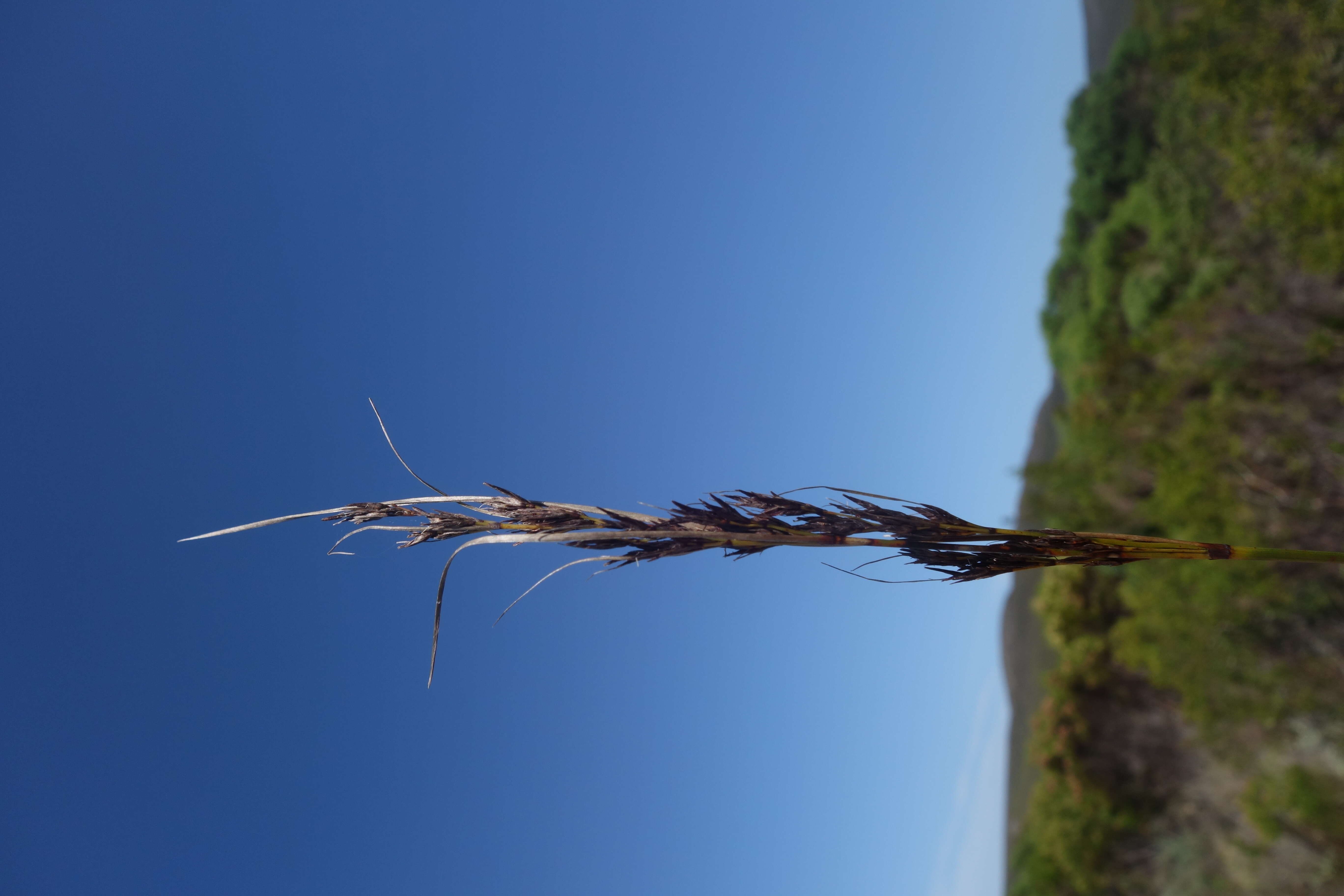 Image of bog-rush