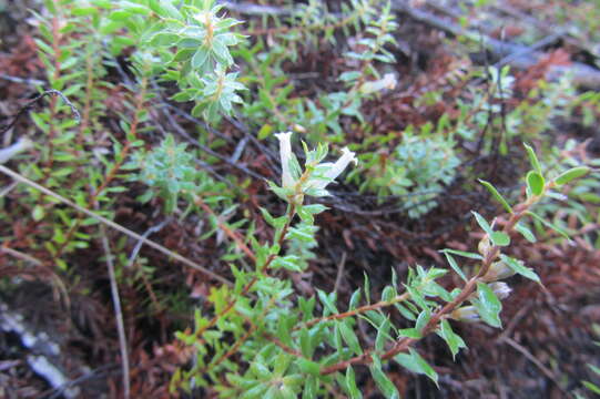 Image of Leucopogon fraseri A. Cunn. ex DC.