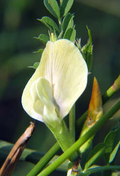 Imagem de Vicia grandiflora Scop.