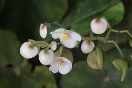 Image of Begonia elnidoensis