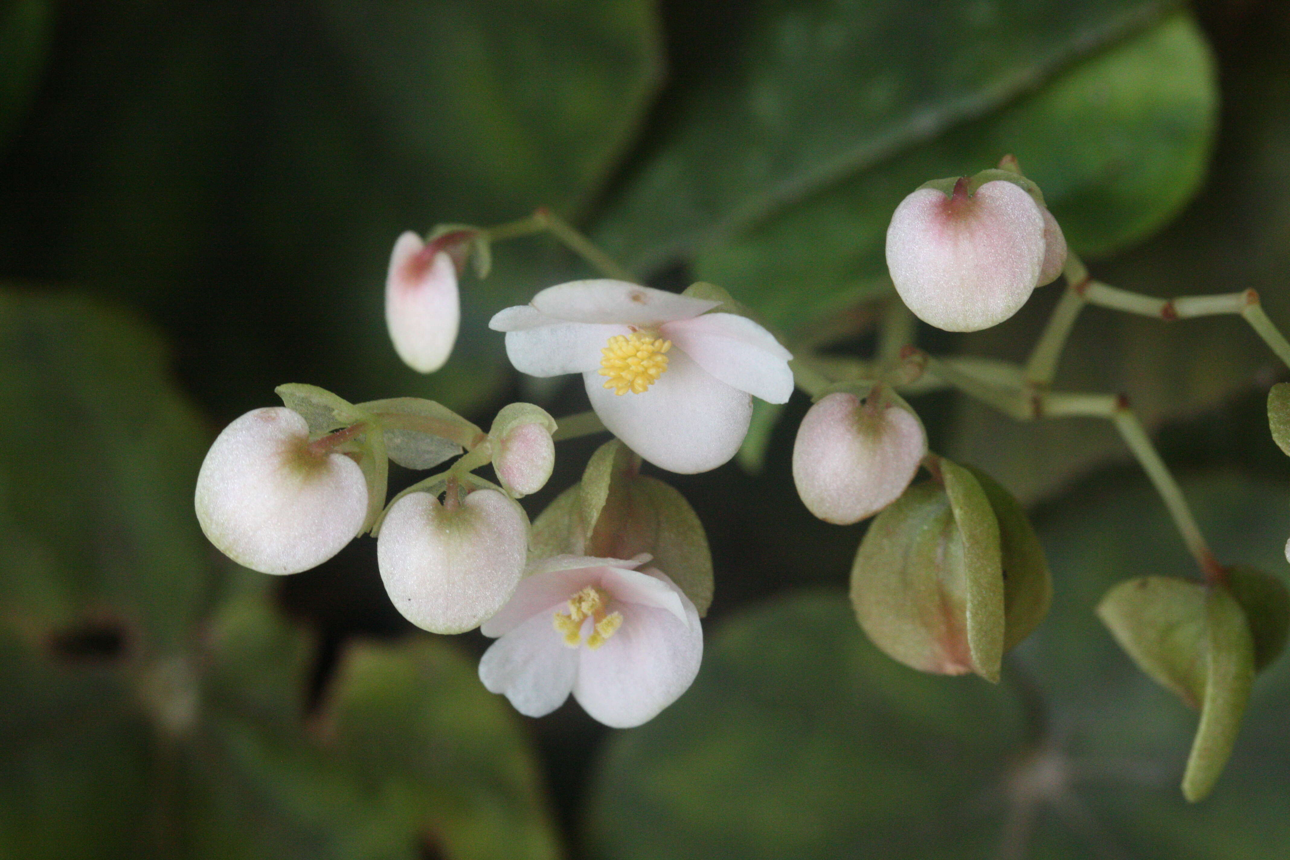 Image of Begonia elnidoensis