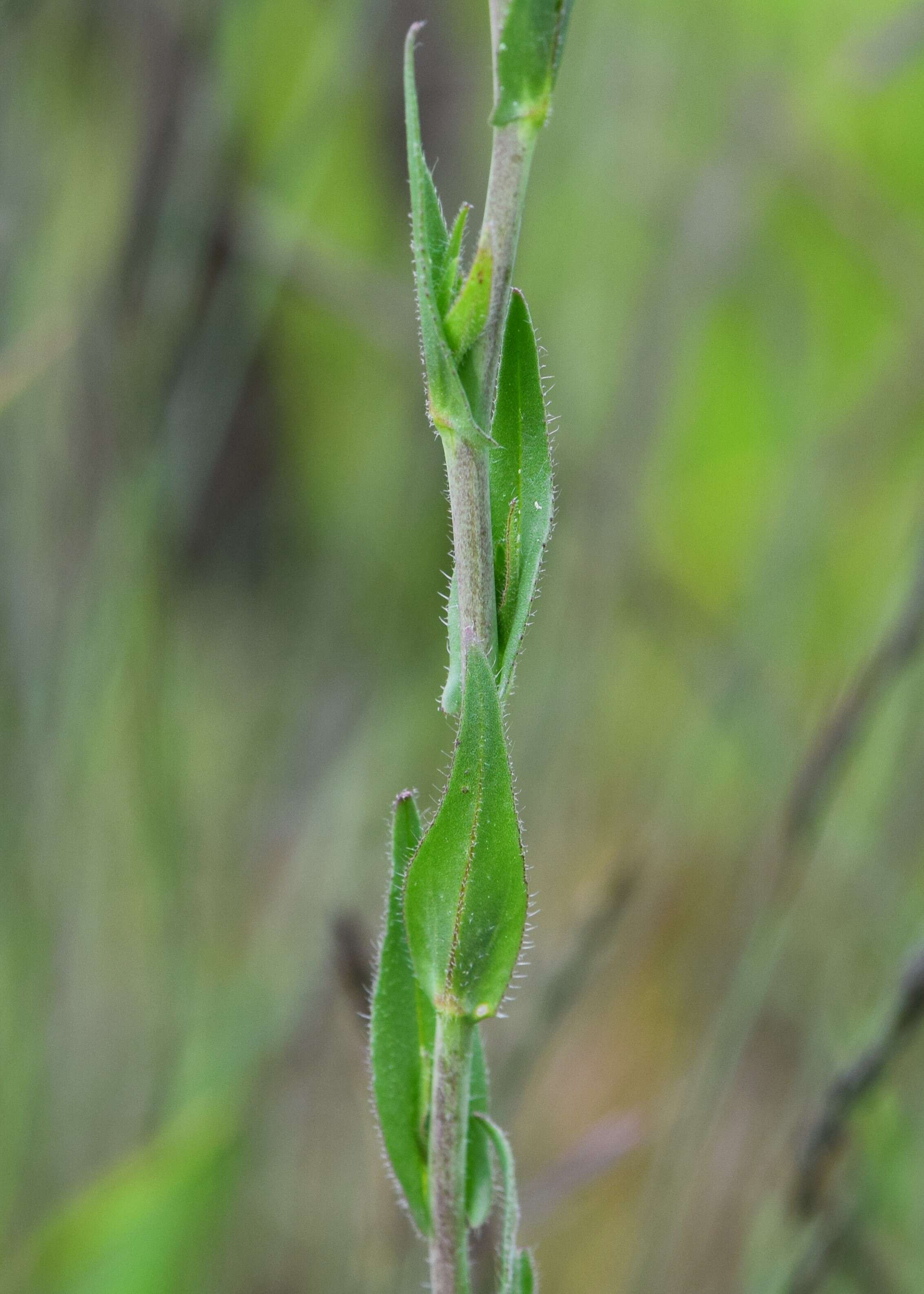 Image of littlepod false flax