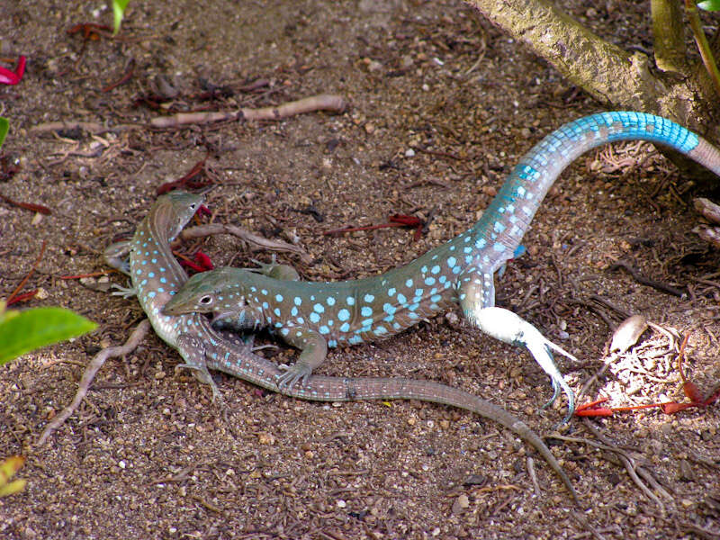 Image of Laurent's Whiptail