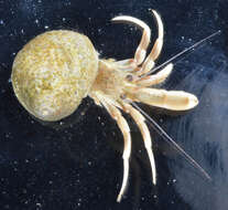 Image of Long-Clawed Hermit Crab