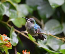 Image of Crowned Woodnymph