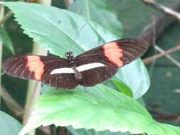 Image of Crimson Patched Longwing