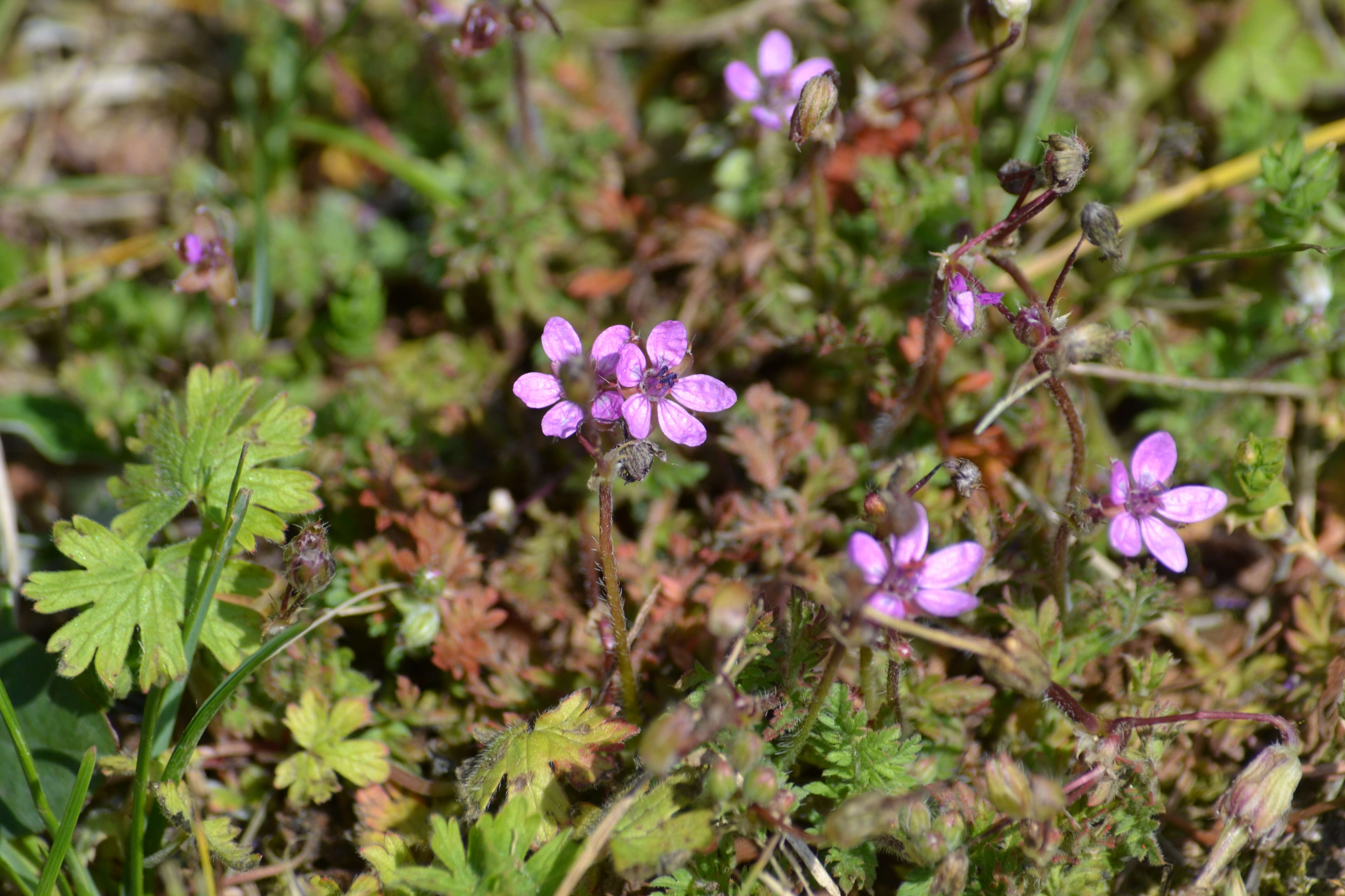 Image of Common Stork's-bill