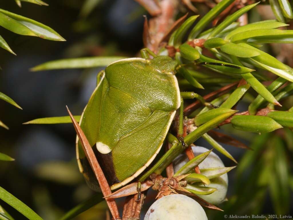 صورة <i>Chlorochroa juniperina</i>