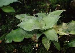 Image of Cryptanthus acaulis (Lindl.) Beer