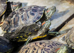 Image of slider turtle, red-eared terrapin, red-eared slider