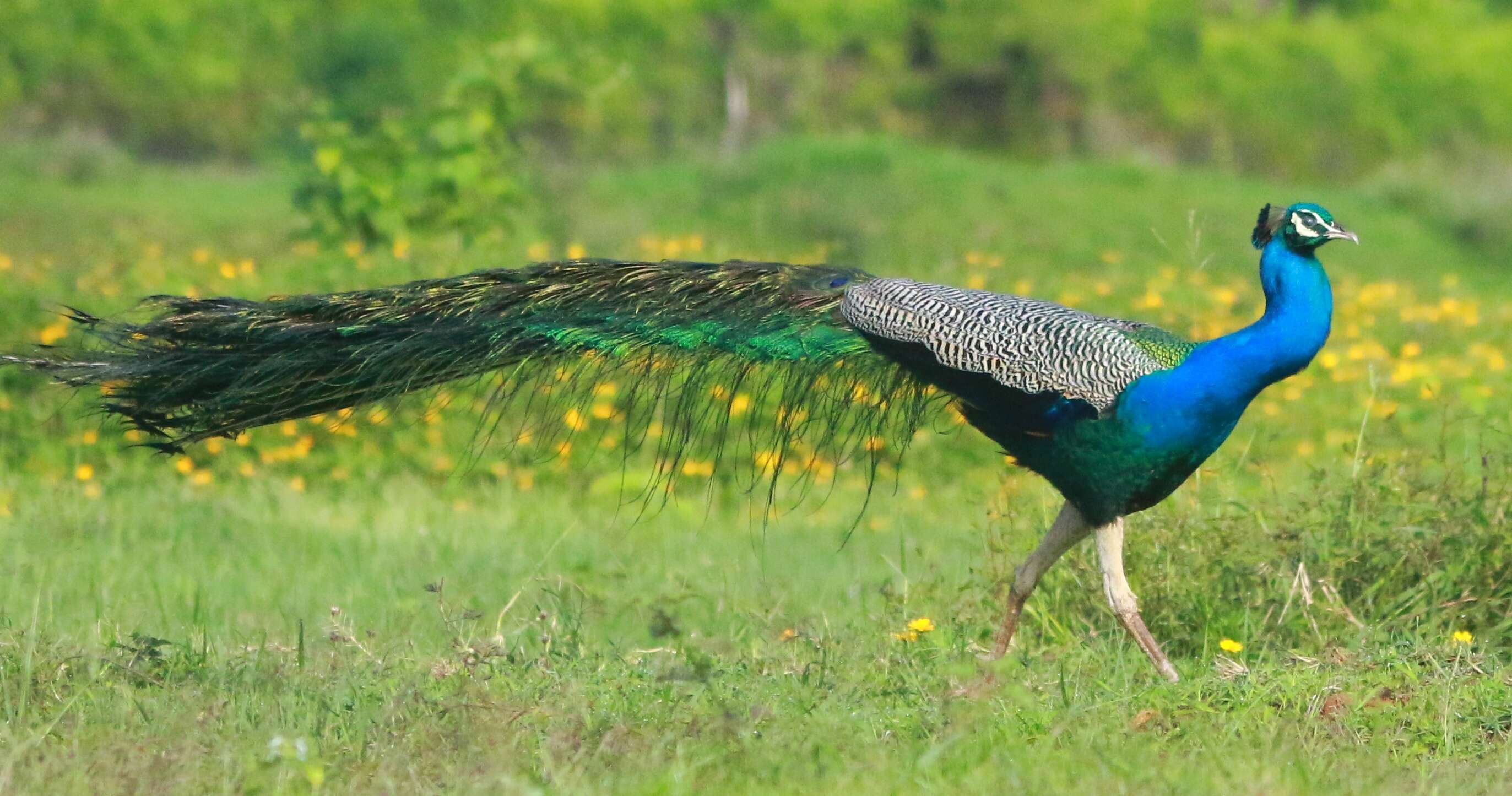 Image of Asiatic peafowl