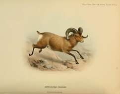 Image of Siberian Bighorn