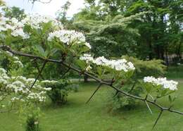 Image of Cockspur Hawthorn