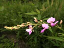 Image of panicledleaf ticktrefoil