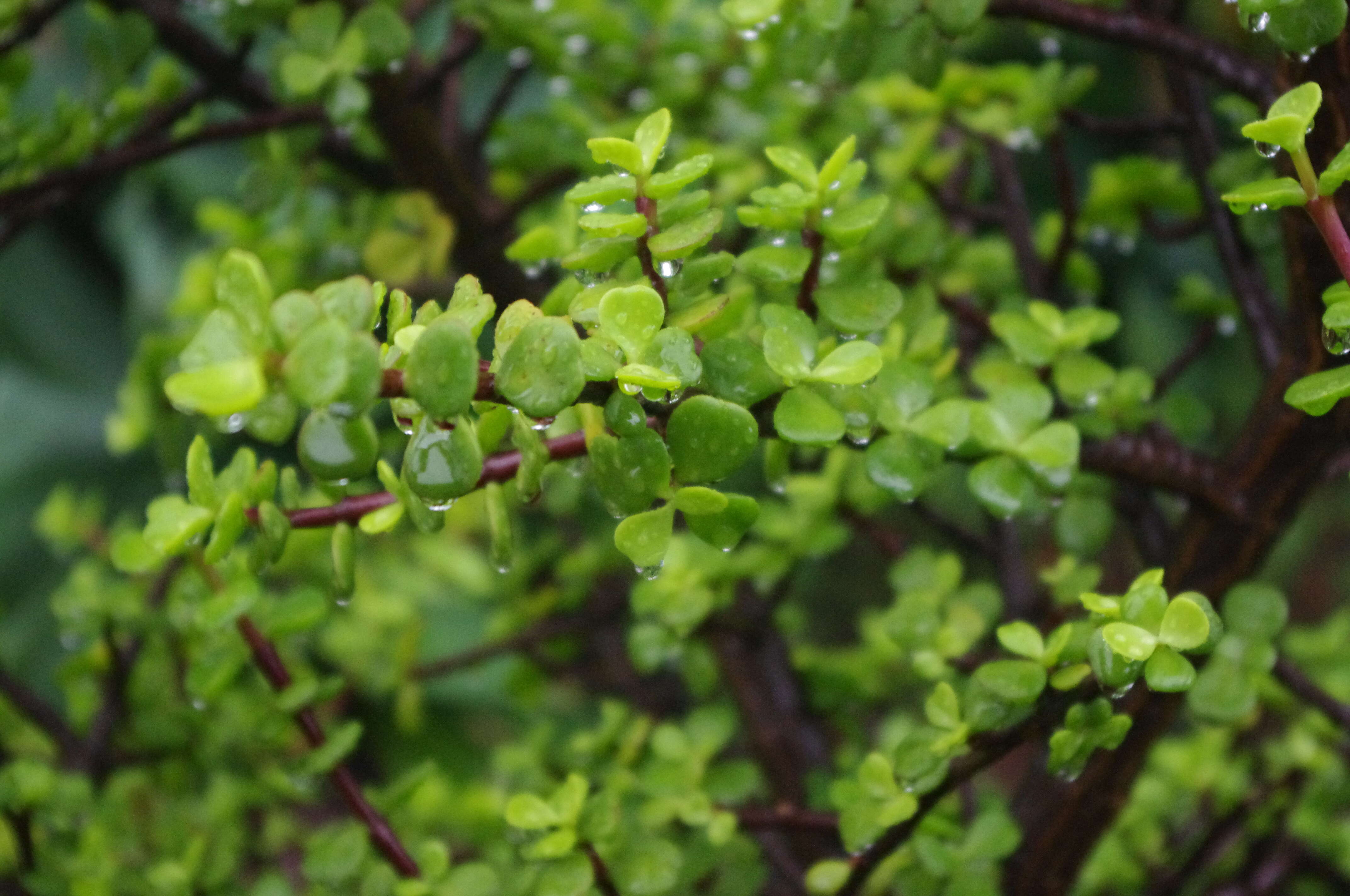 Image of portulacaria