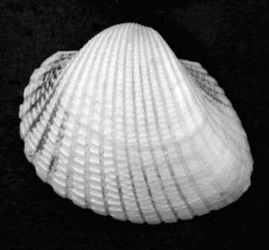 Image of Anadara brasiliana (Lamarck 1819)