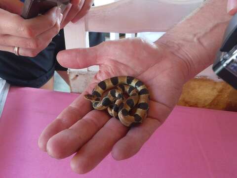 Sivun Tropidophis semicinctus (Gundlach & Peters 1864) kuva