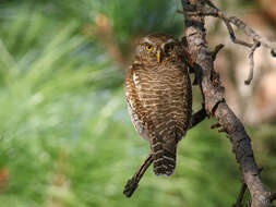 Image of Asian Barred Owlet