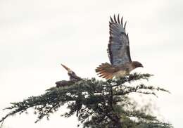 Image of Red-tailed Hawk