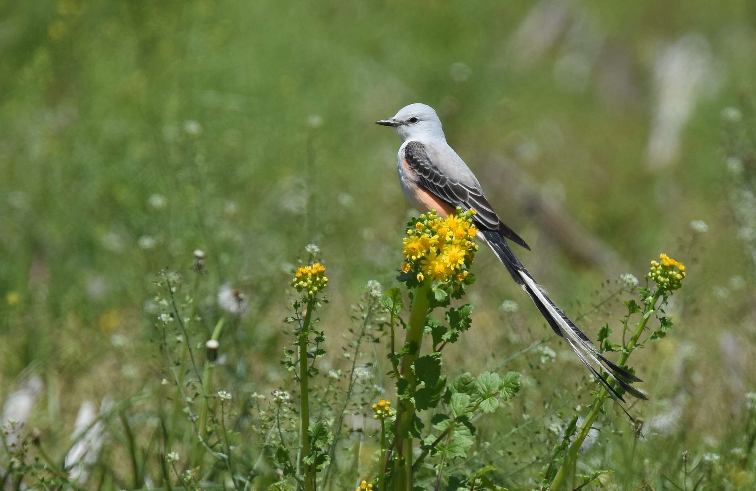 Image of Scissor-tailed Flycatcher