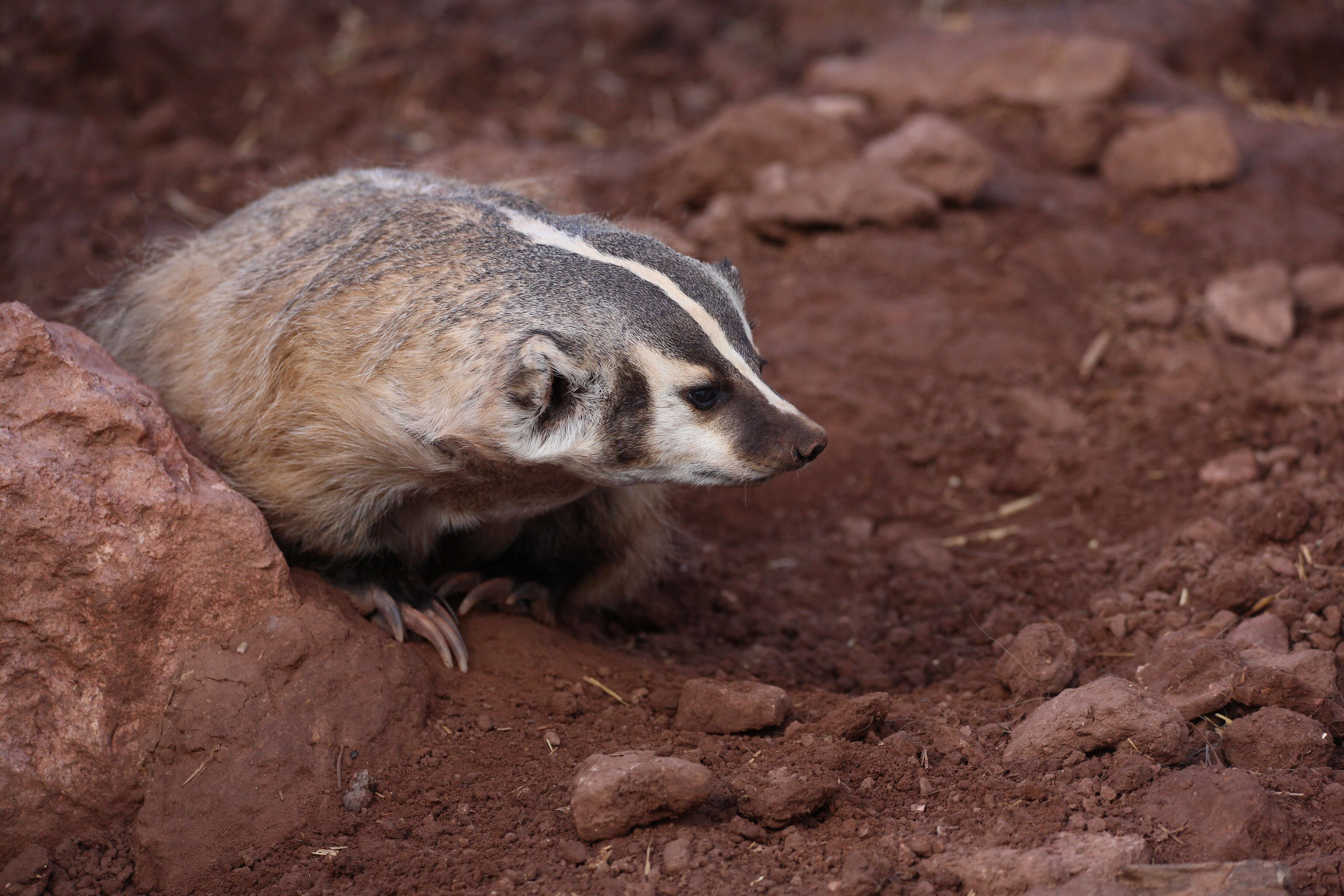 Image of badger