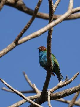 Image of Bay-headed Tanager