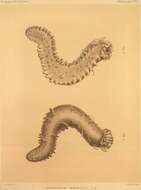 Image of Moseley's sea cucumber