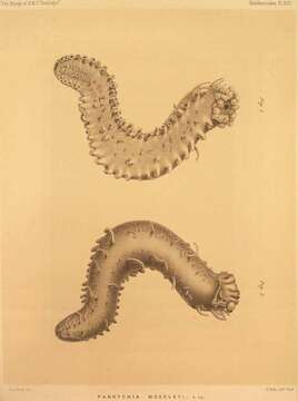 Image of Moseley's sea cucumber