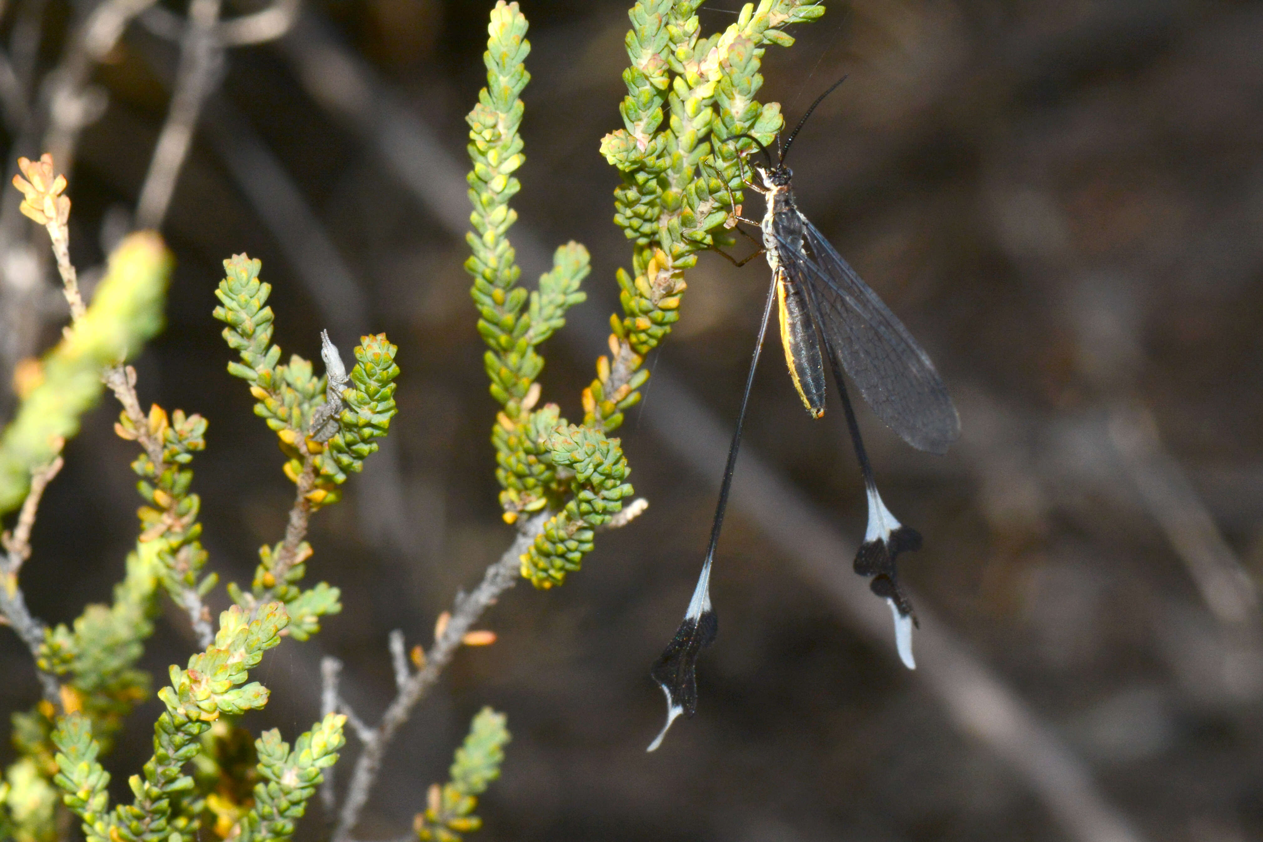 Image of thread-winged lacewings