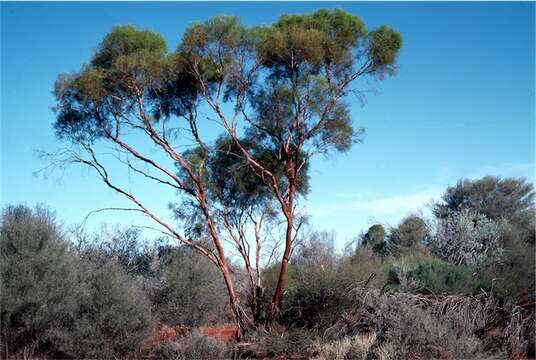 Image of Eucalyptus formanii C. A. Gardner