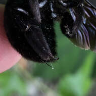 Image of Japanese carpenter bee