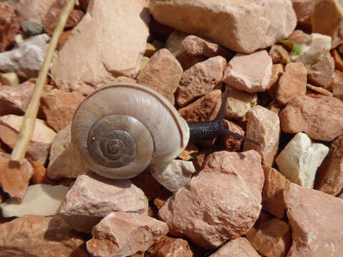 Image de Chilostoma cingulatum (Studer 1820)