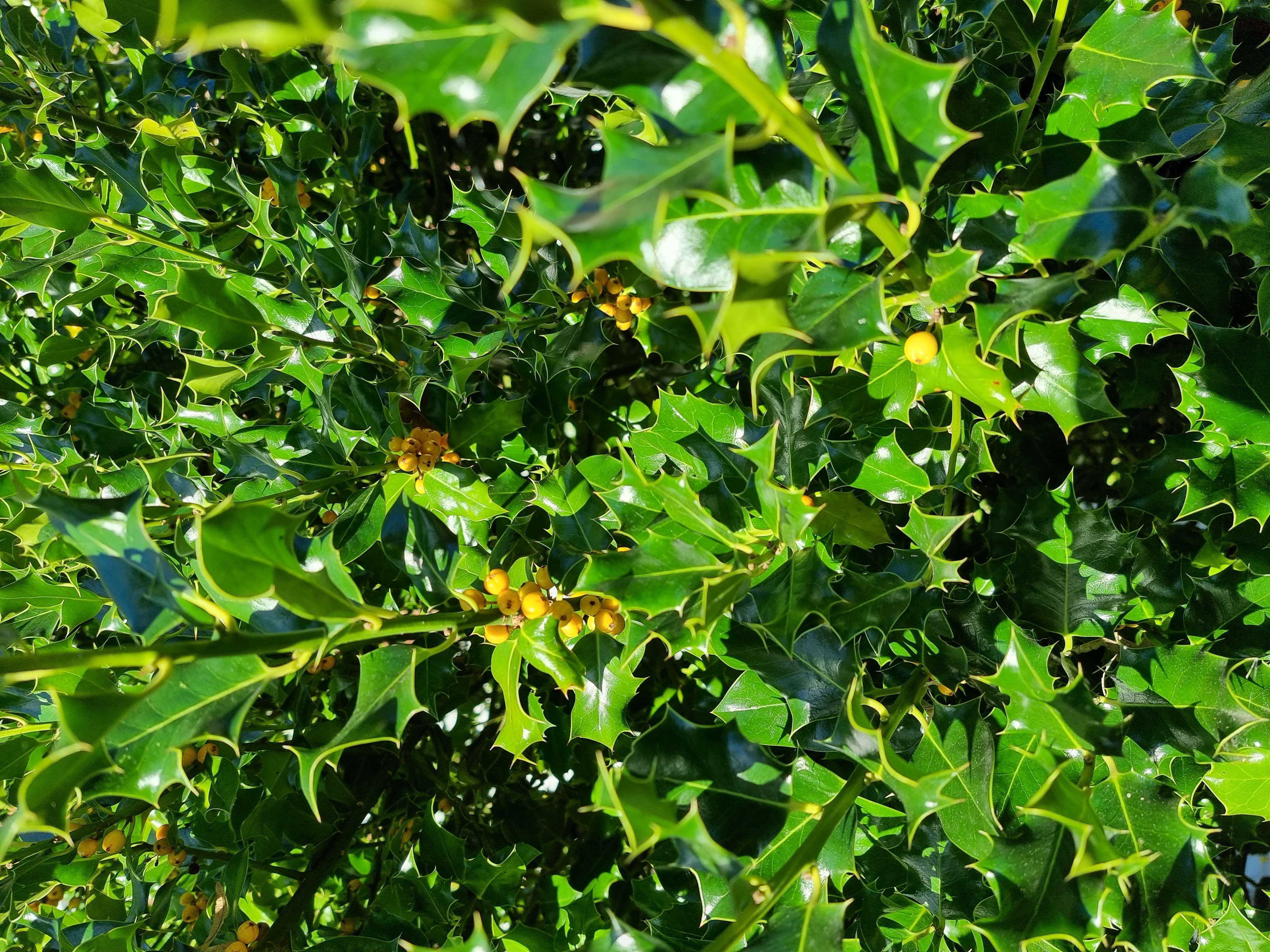 Image of English holly