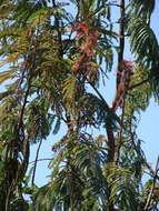 Image de Calliandra houstoniana (Mill.) Standl.