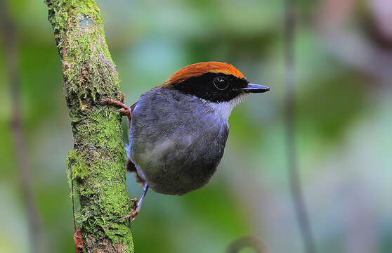 Image of Black-cheeked Gnateater