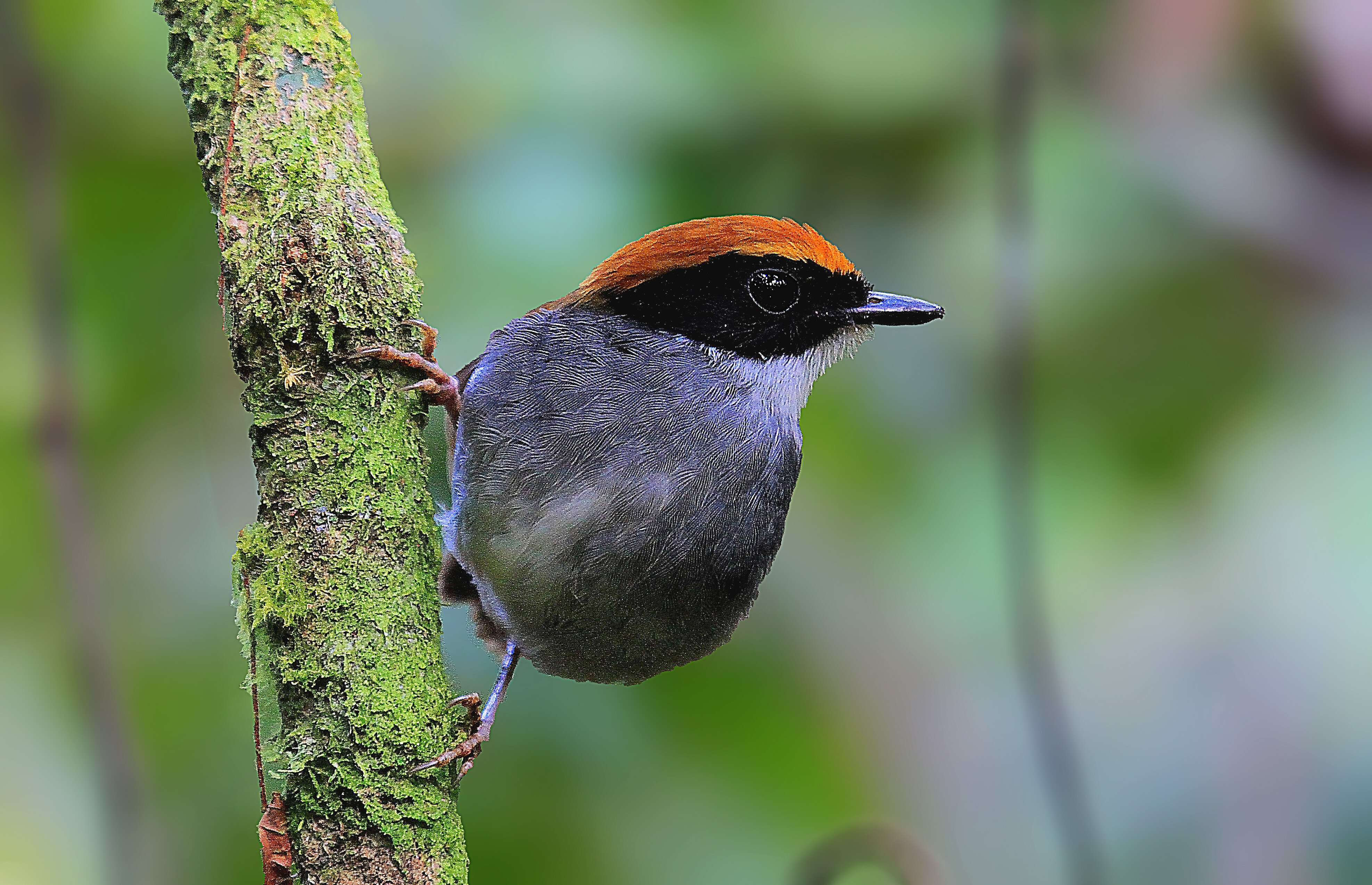 Image of Black-cheeked Gnateater