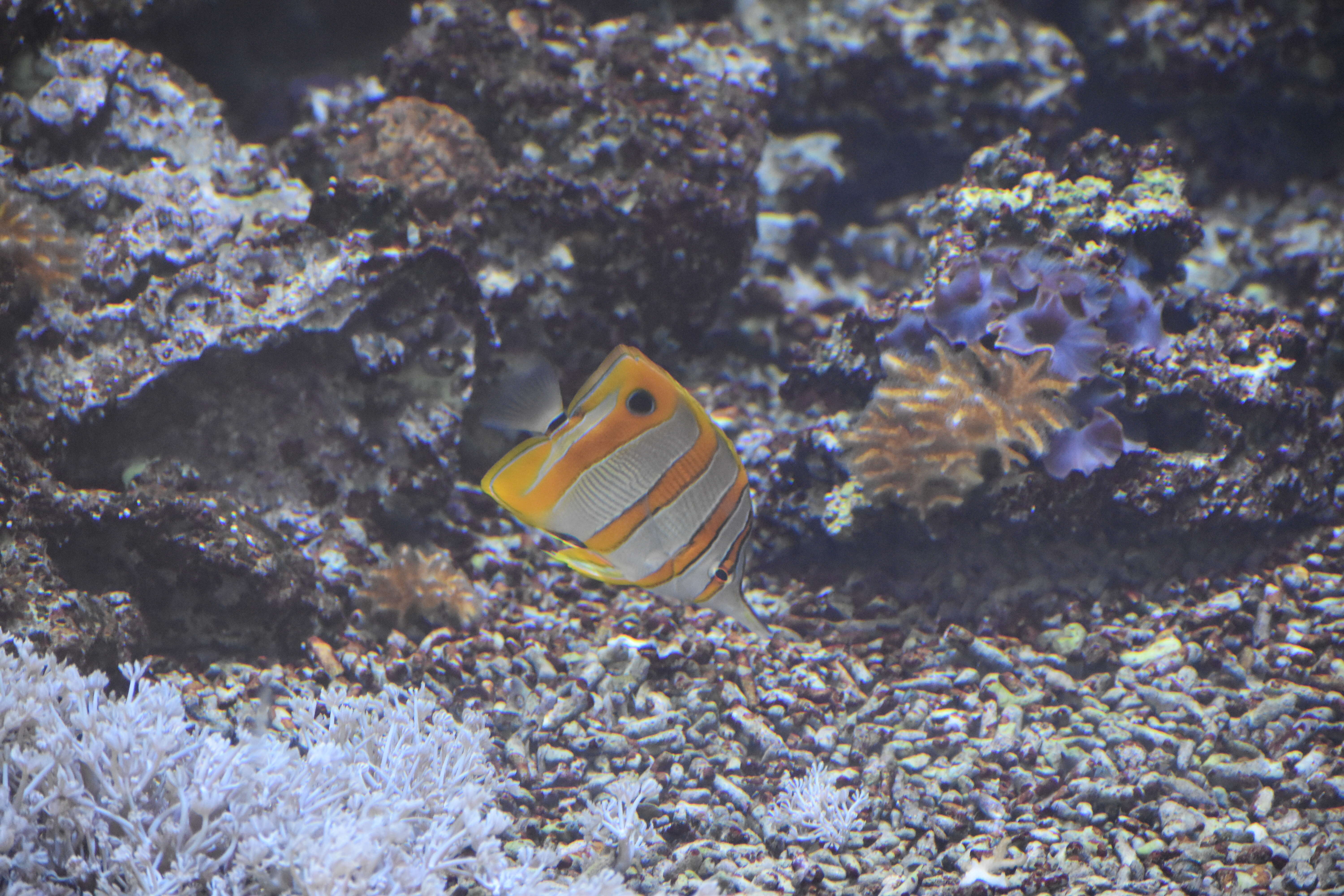 Image of Banded Longsnout Butterflyfish