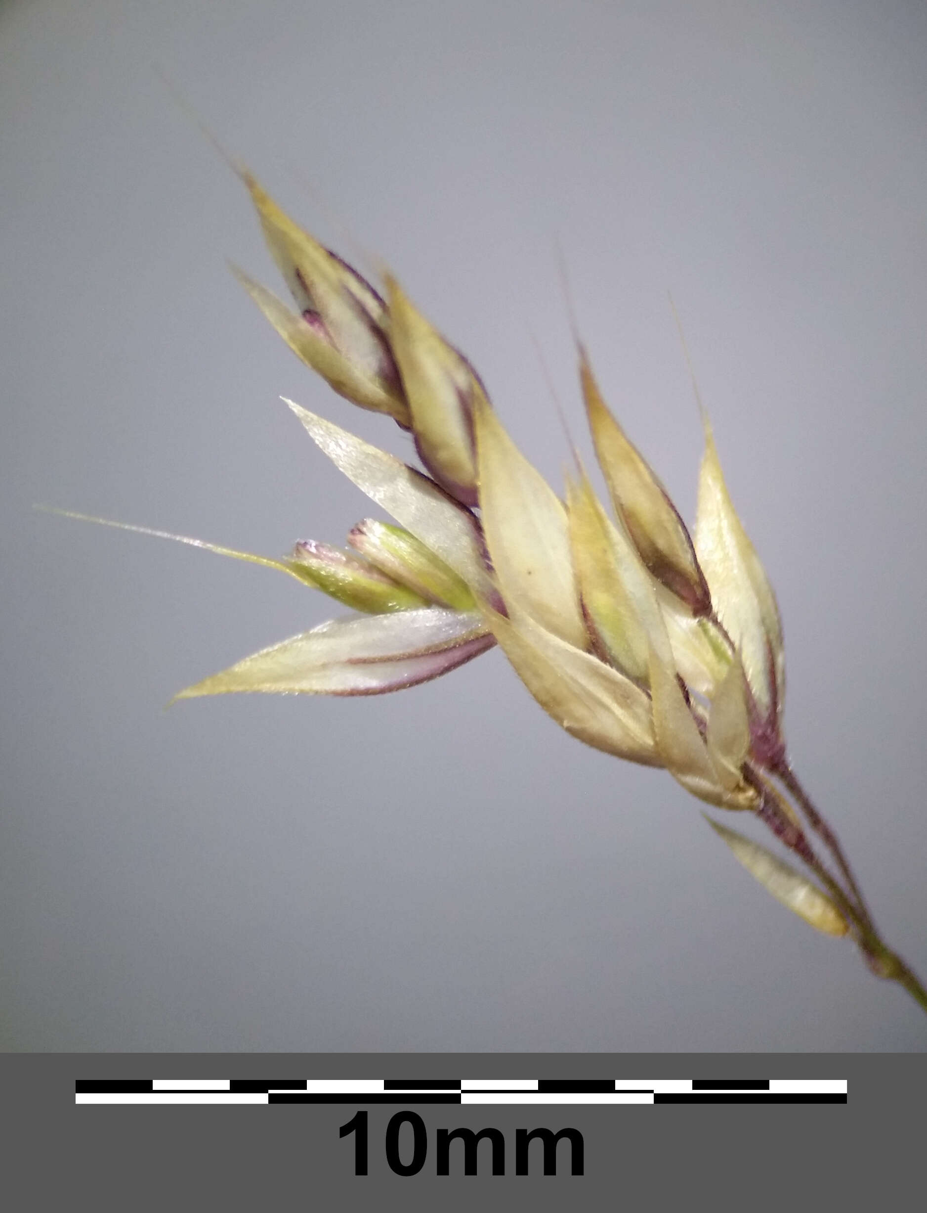 Image of Creeping Soft Grass