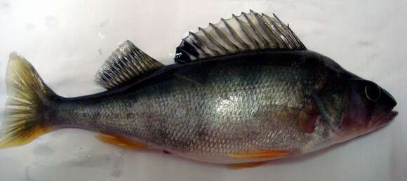 Image of Perch