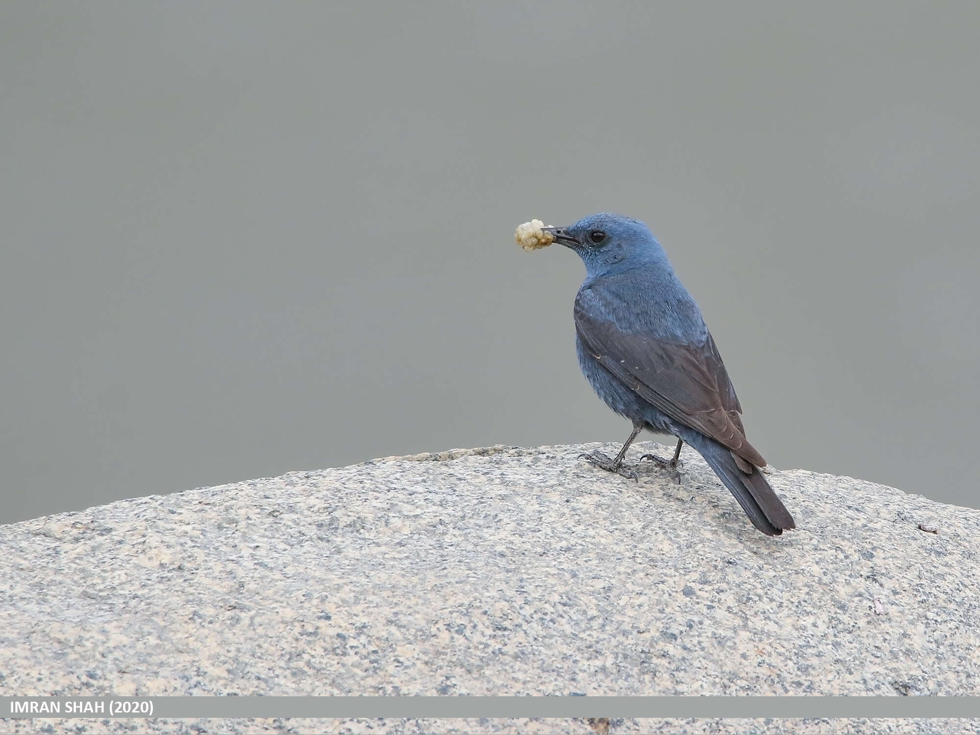 Image de Merle bleu